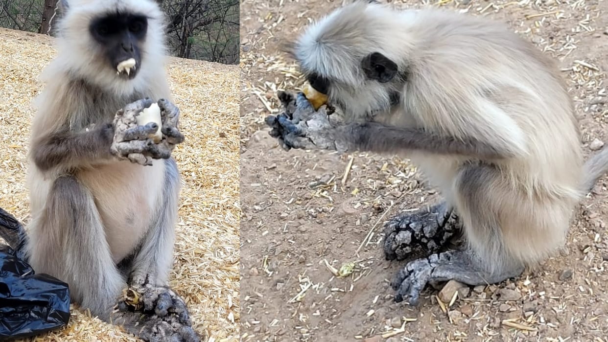 Deadly scabies disease spread in monkeys near Sikar's famous tourist destination Harsh