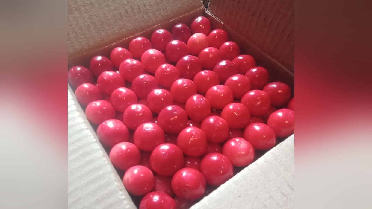 Bumper start of cherry season in Himachal, record sales of Rs 400 per kg