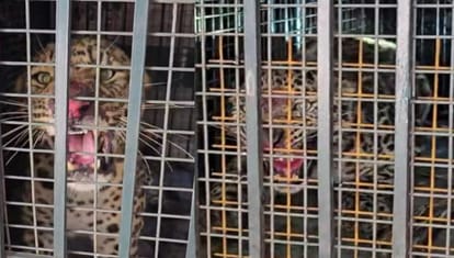 Guldar killed four people in Bijnor within a week, villagers in panic