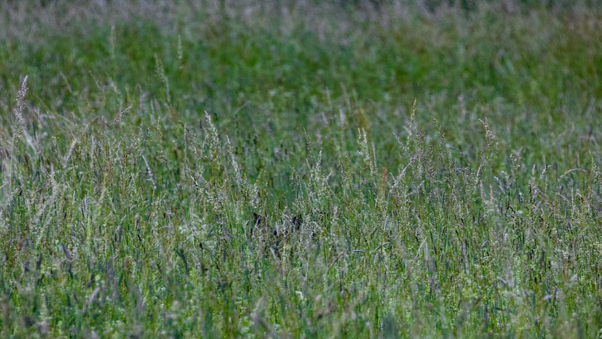 Optical illusion: Only a genius can spot a deer hidden forest in this picture in 6 seconds
