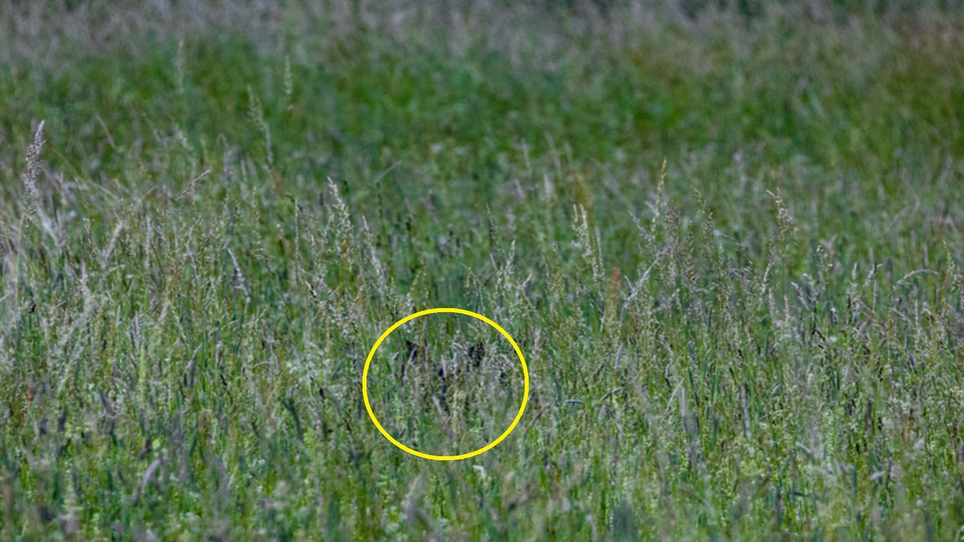Optical illusion: Only a genius can spot a deer hidden forest in this picture in 6 seconds