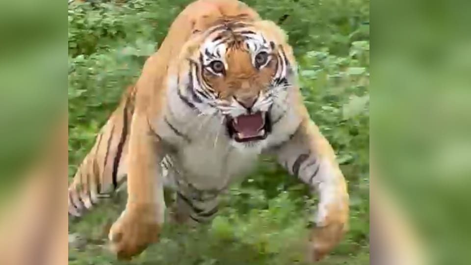 Nainital News: Tigeress attack on tourists gypsy During safari in Ramnagar