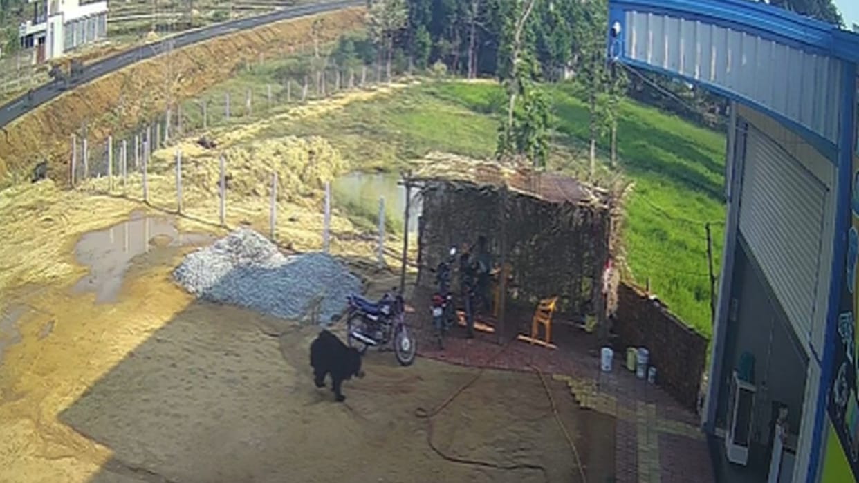 wildlife in chhattisgarh; bear entered into 'Buildmart' located in kanker