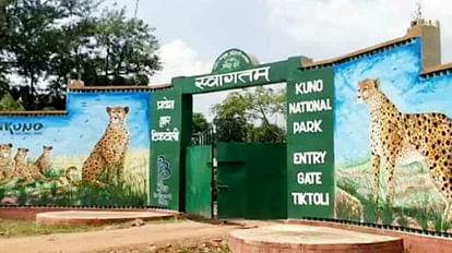 Kuno National Park: चीतों के घर कूनो पर शिकारियों की नजर, वन विभाग की टीम ने एक शिकारी को पकड़ा Kuno National Park: Poachers eye on Kuno, forest department team caught a hunter