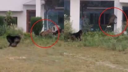 Leopard attacked three people including policeman in pilibhit