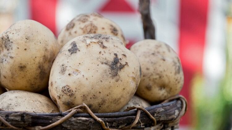 World Most Expensive Ptato le bonnotte cultivated in france cost about 50 thousand rupees