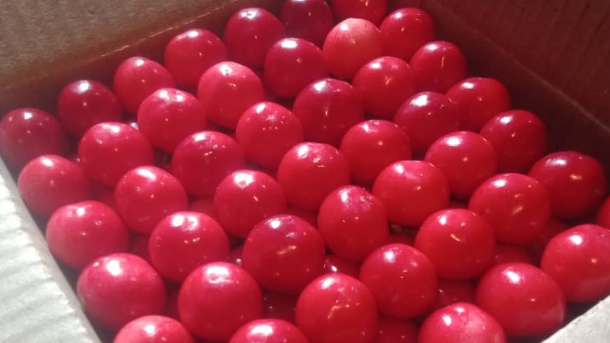 Cherry Season started in Shimla farmers get good prices 400 rupee per box