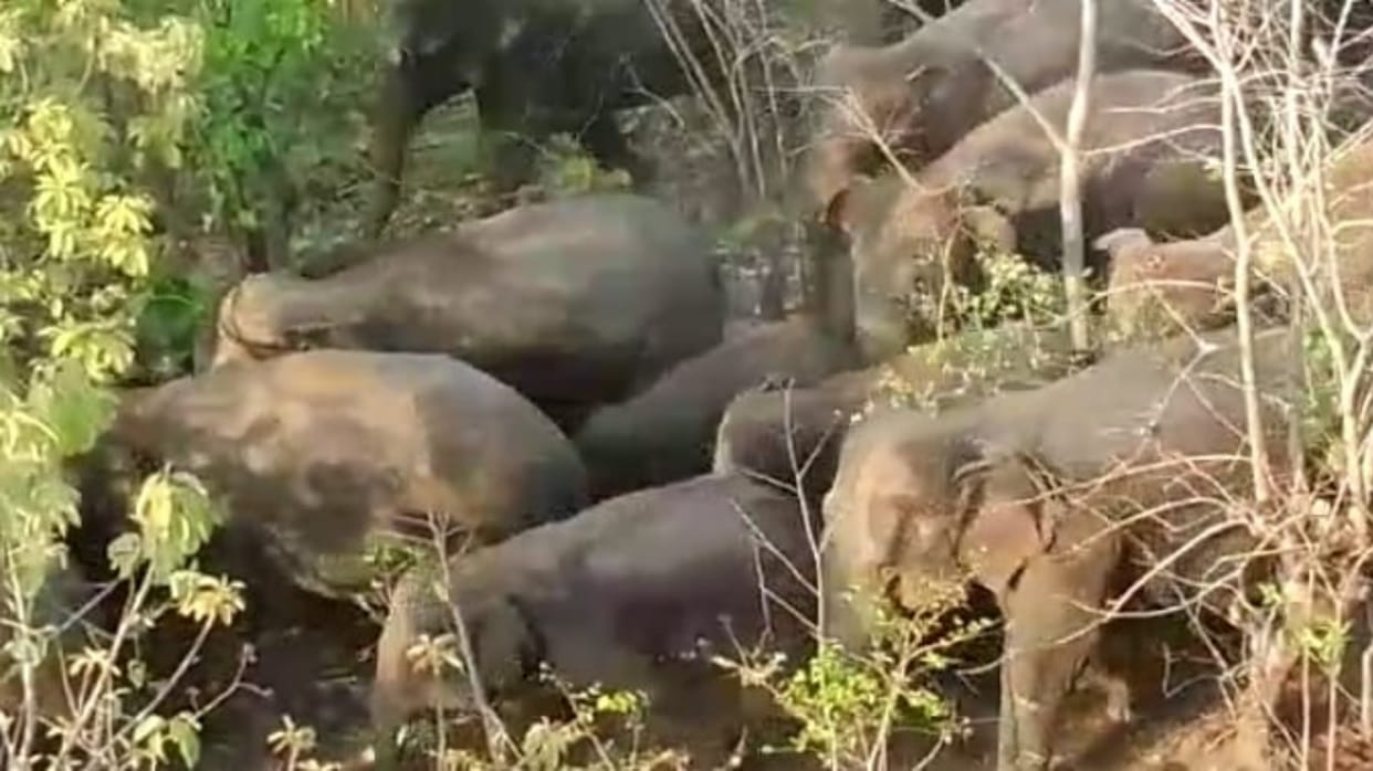elephant attack in chhattisgarh; Elephants killed an old man who went to graze goats in balrampur