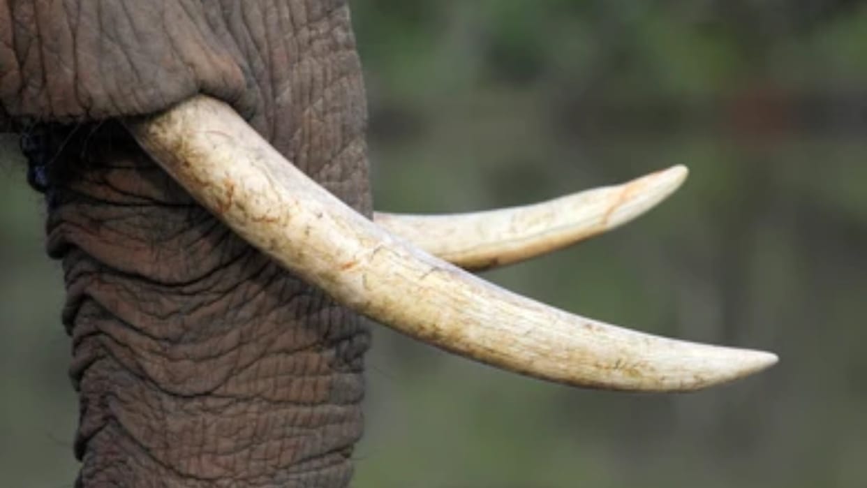Maharashtra: Two arrested for smuggling animal parts, elephant tusks worth Rs 1.5 crore recovered