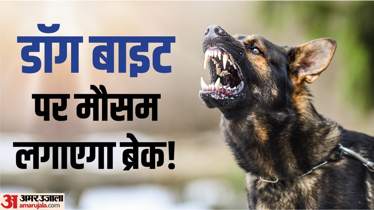 reason for the increase in the incidents of dog bites is heat