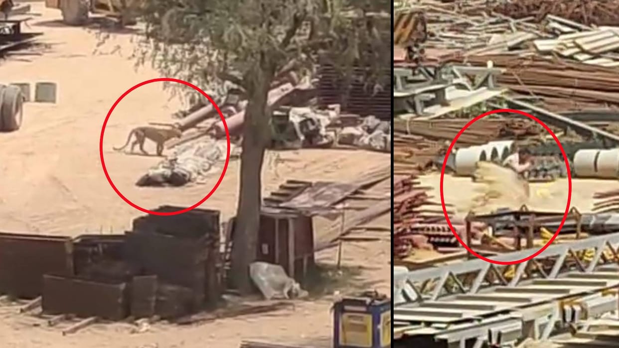 Leopard attacked laborer working in cement plant in Jhunjhunu forest department started rescue operation
