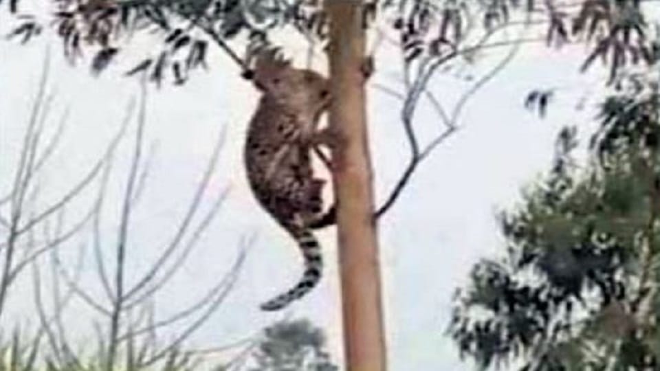 Leopard in Gajraula area of Pilibhit
