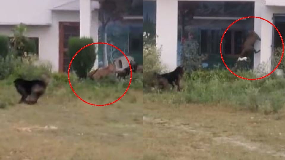 Leopard attacked three people including policeman in pilibhit