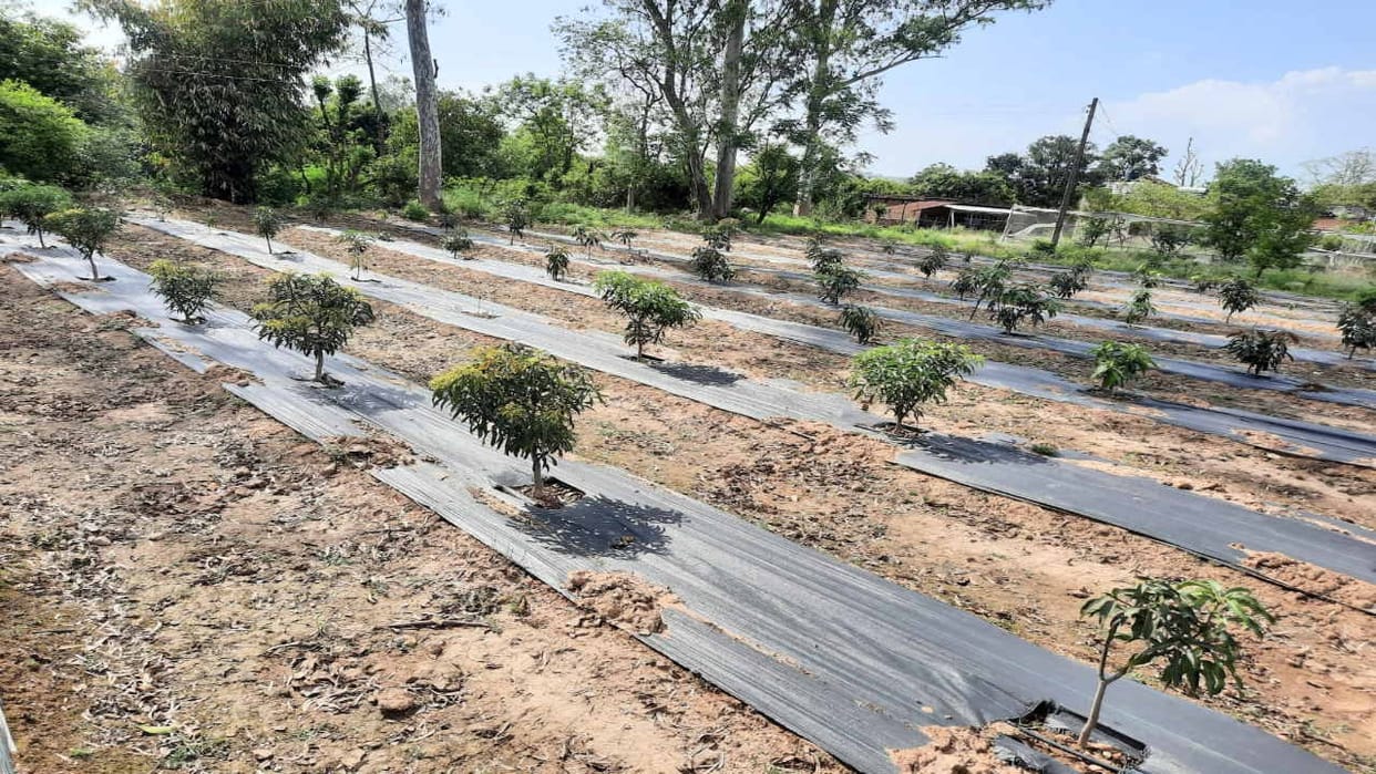 Horticulture Department has prepared six new varieties of mango, 44 plants will be able to be planted in one k