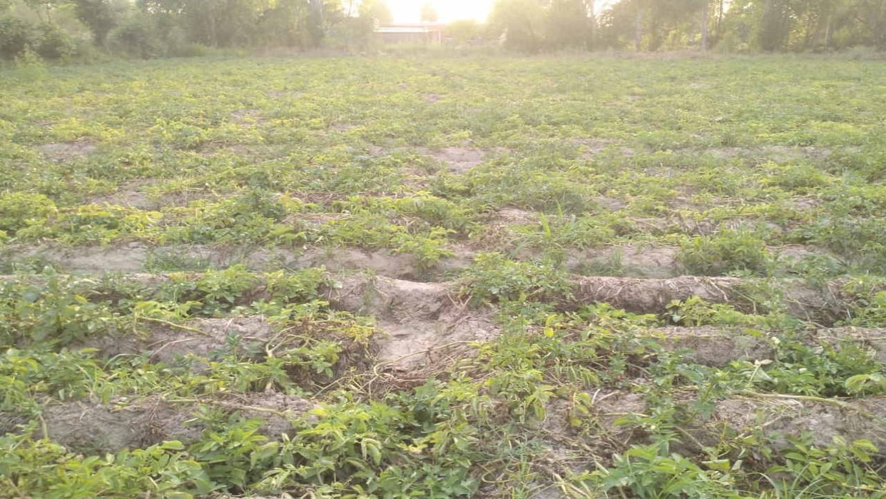 The process of extracting potatoes from the fields stopped due to falling prices in the district