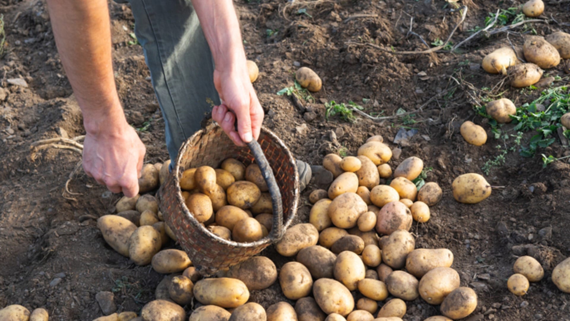 World Most Expensive Ptato le bonnotte cultivated in france cost about 50 thousand rupees