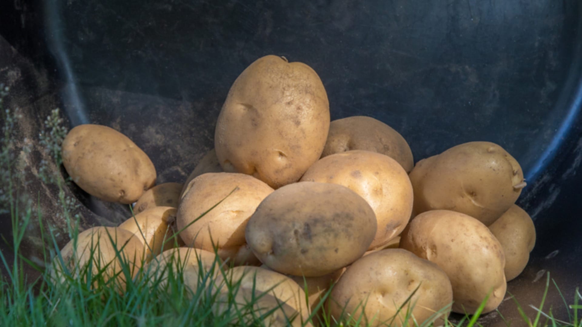 World Most Expensive Ptato le bonnotte cultivated in france cost about 50 thousand rupees