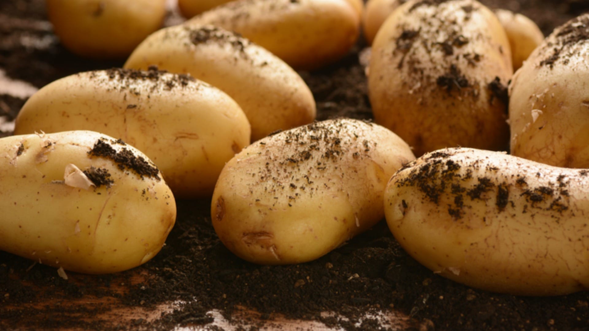 World Most Expensive Ptato le bonnotte cultivated in france cost about 50 thousand rupees