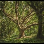 Can you spot an Owl hidden inside the picture in 20 secs?