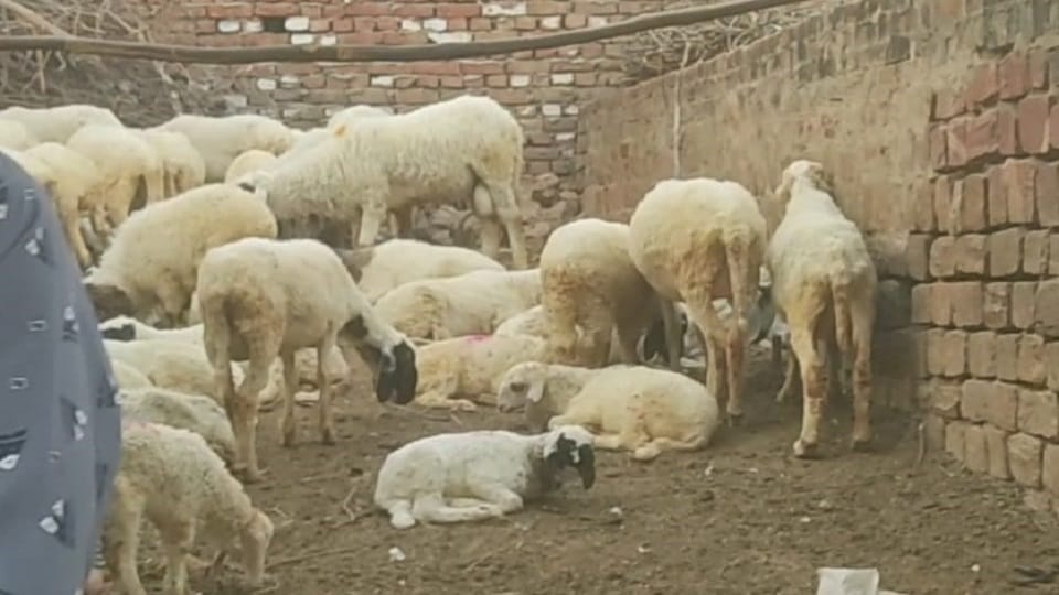 Dogs killed ten sheep in Kheragarh Agra up news