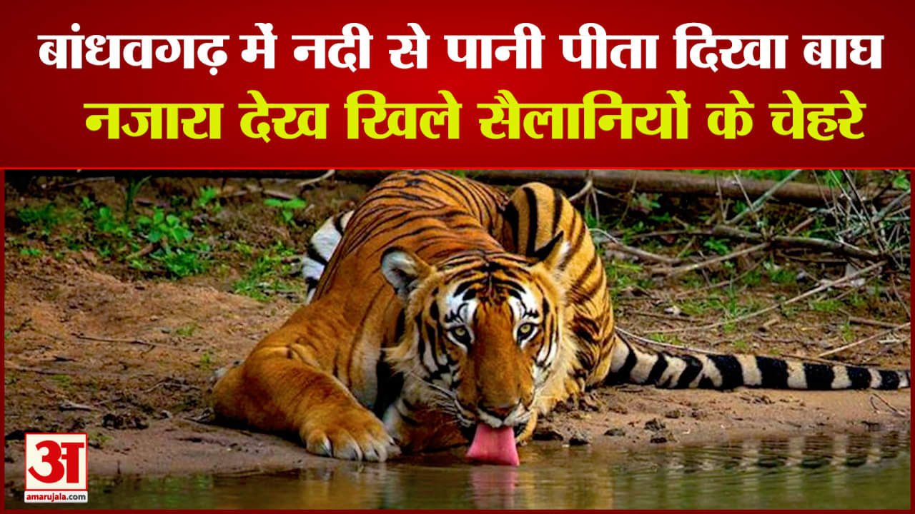 बांधवगढ़ टाइगर रिजर्व