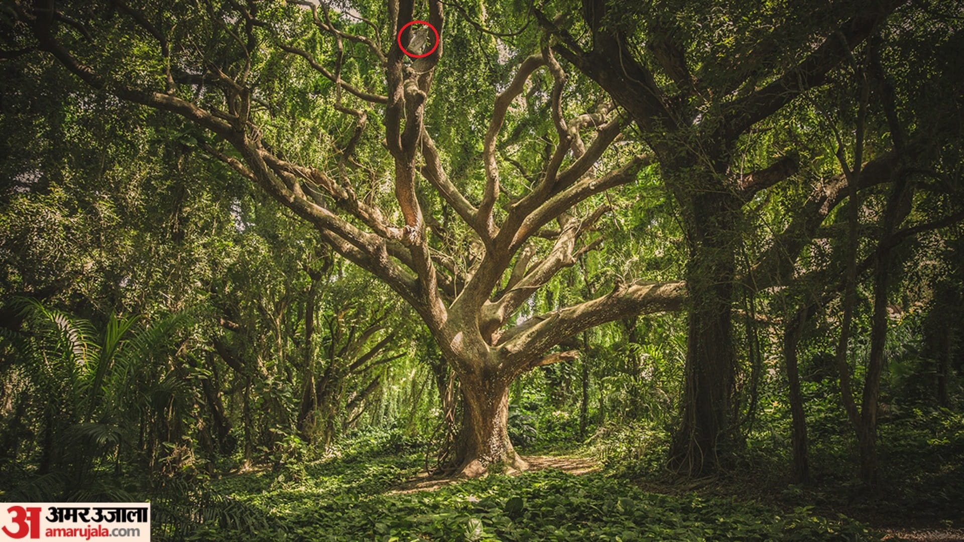 Optical Illusion IQ Test: Can you spot an Owl hidden inside the picture in 20 secs?
