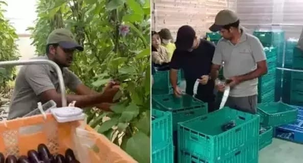 Indian origin man left Infosys job to do farming in Japan