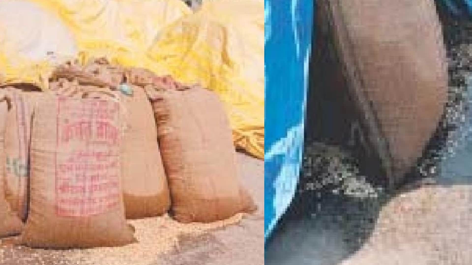 Madhya Pradesh Rain: Hail fell with heavy rain in many districts including Bhopal-Rajgarh-Burhanpur