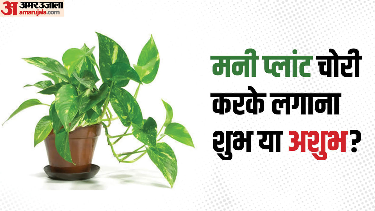 Vastu Tips Tor Money Know stealing money plant and planting is auspicious or inauspicious in Hindi
