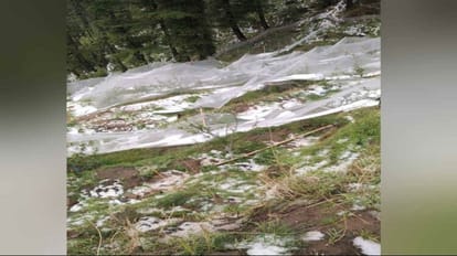 Himachal Weather: कुल्लू में ओलावृष्टि से एंटी हेल नेट टूटी, प्रदेश में दो दिन भारी बारिश का ऑरेंज अलर्ट Hailstorm wreaks havoc in Kullu, anti hail net broken, orange alert for two days of heavy rain in the state