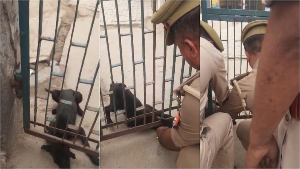 dog got so trapped in school gate sweat of police personnel including daroga left in its removal success like