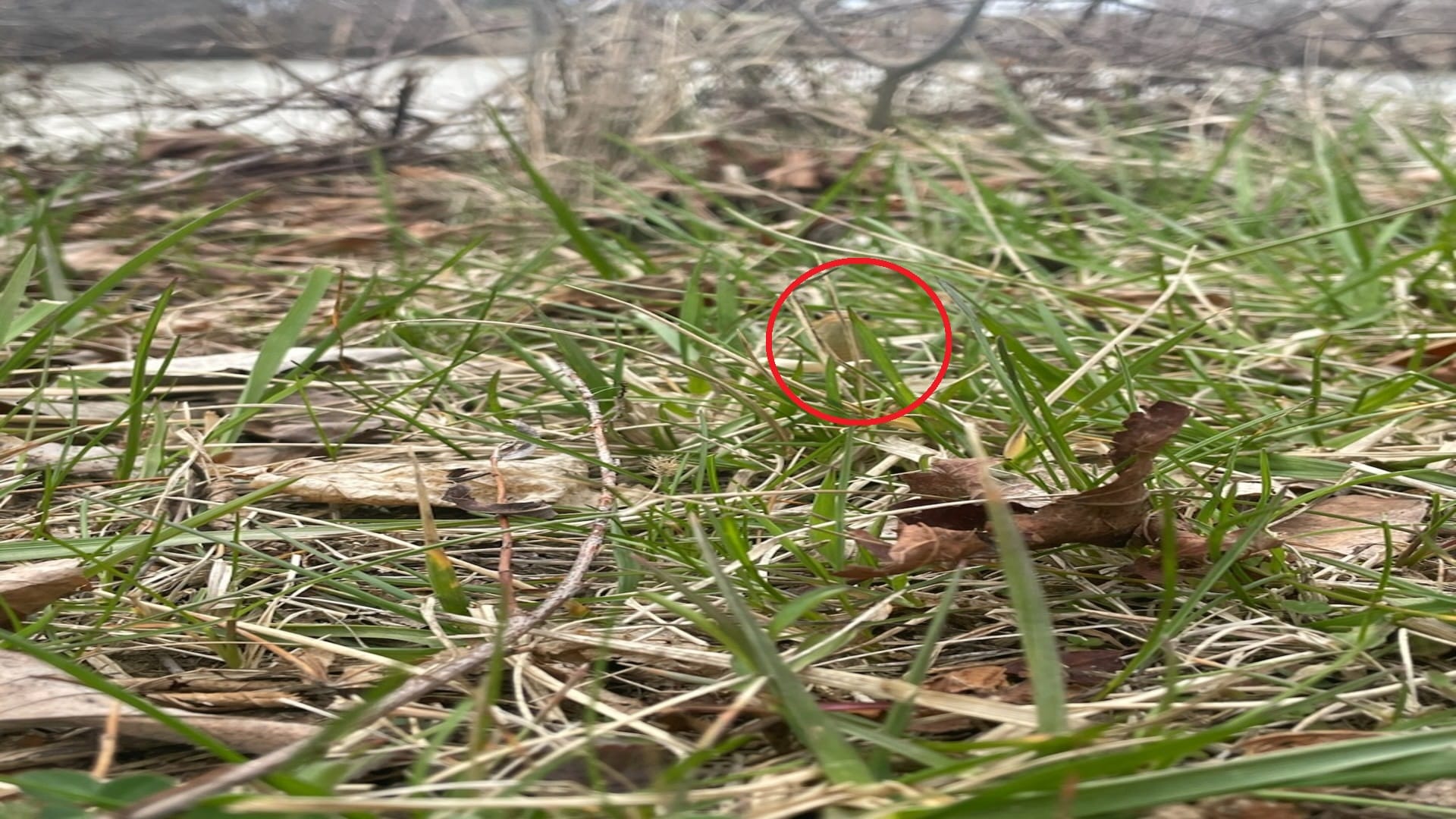 optical illusion IQ Test find Snake in photo hidden Pictures brain teaser picture puzzle