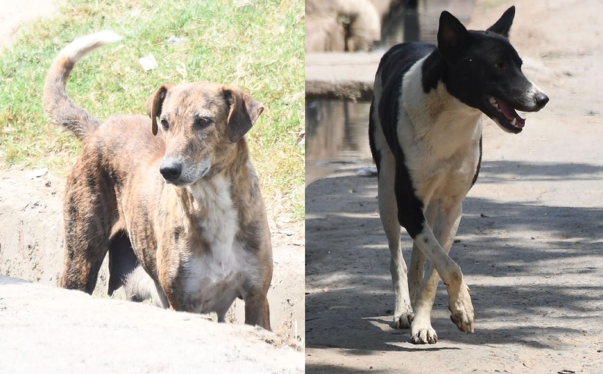 More than Rs 25 lakh spent on sterilization of 2300 dogs, one dog costs Rs 1100