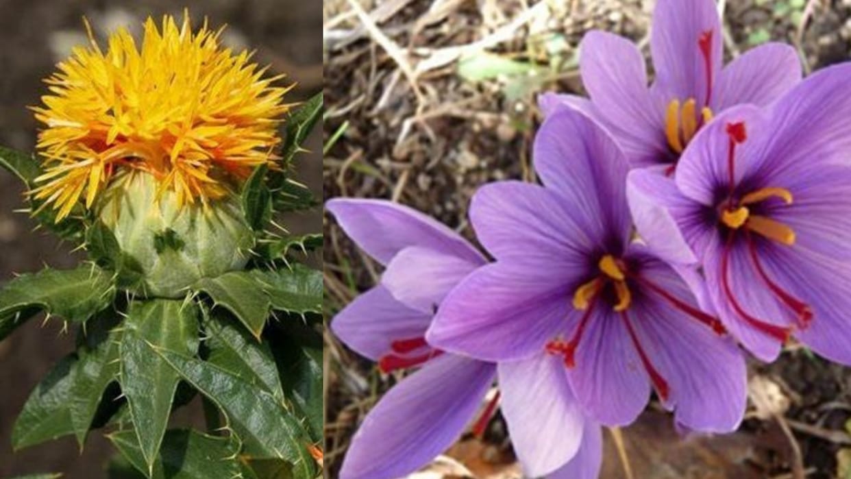 National medicinal plants board directions to farmers for saffron farming