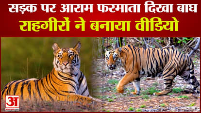 Tiger seen resting on Khitauli Marg, forest department warns villagers not to go to forest