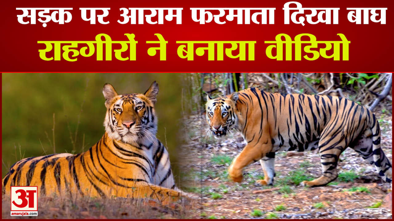 सड़क पर दिखा बाघ