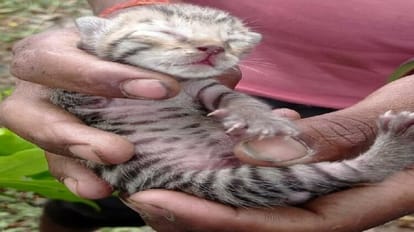 Villagers fear after getting two cubs of fishing cat in pilibhit