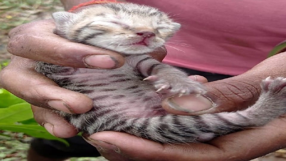 Villagers fear after getting two cubs of fishing cat in pilibhit