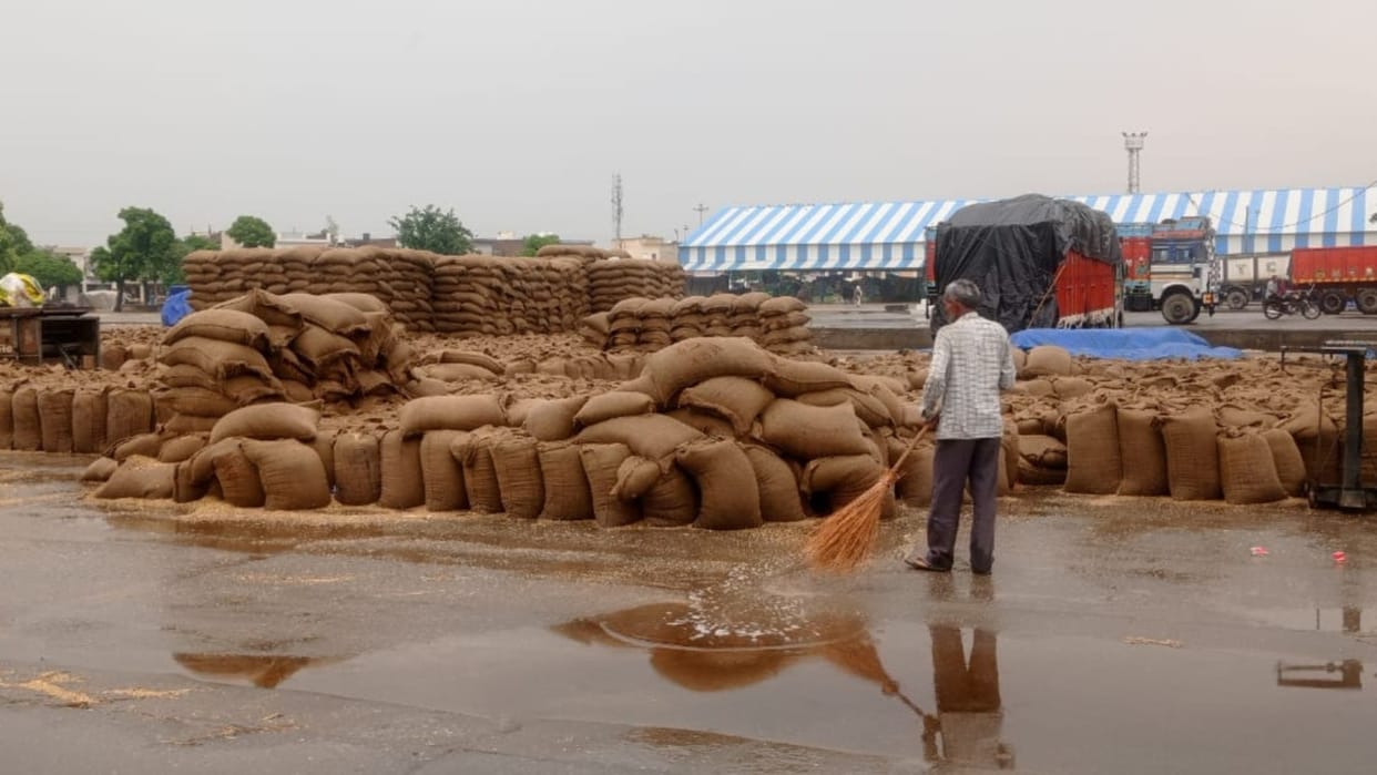 Lakhs of quintals of wheat soaked in rain in Kurukshetra