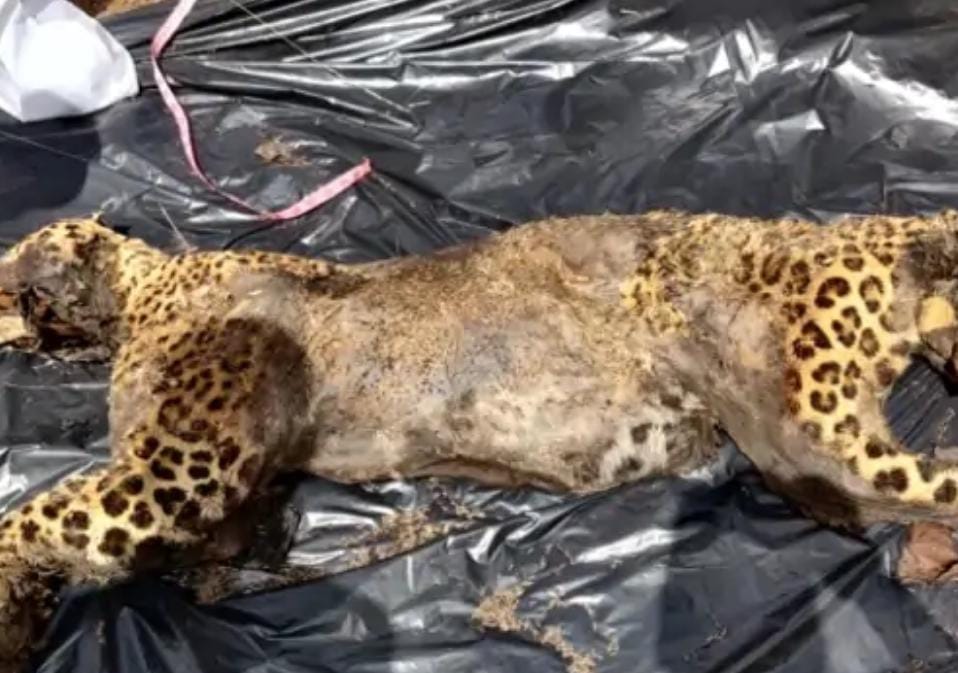 Umaria: Bloody struggle to save its territory, tiger kills leopard