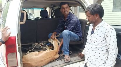 Damoh: कुएं में गिरे हिरण को पुलिस ने बचाया, रिहायशी इलाके में पहुंचे वन्यजीव पर कुत्तों ने किया था हमला Police rescued a deer that fell into a well, dogs attacked wildlife that had reached the residential area