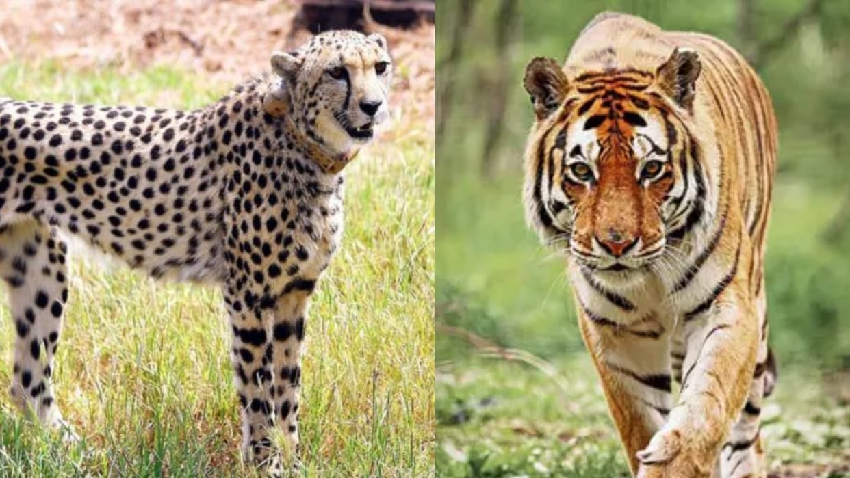 Kuno National Park News: Tiger, cheetah and tiger coming face to face after leaving Ranthambore stirred fear