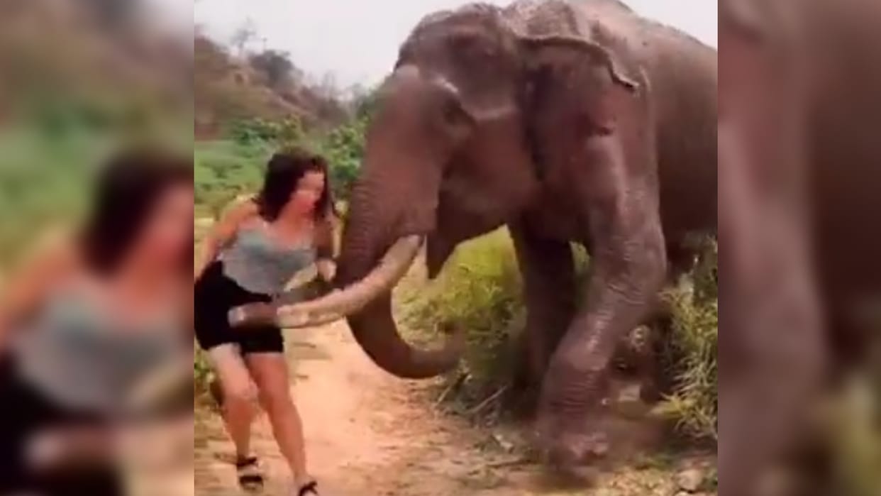 elephant attack on girl video while luring for bananas watch incident video