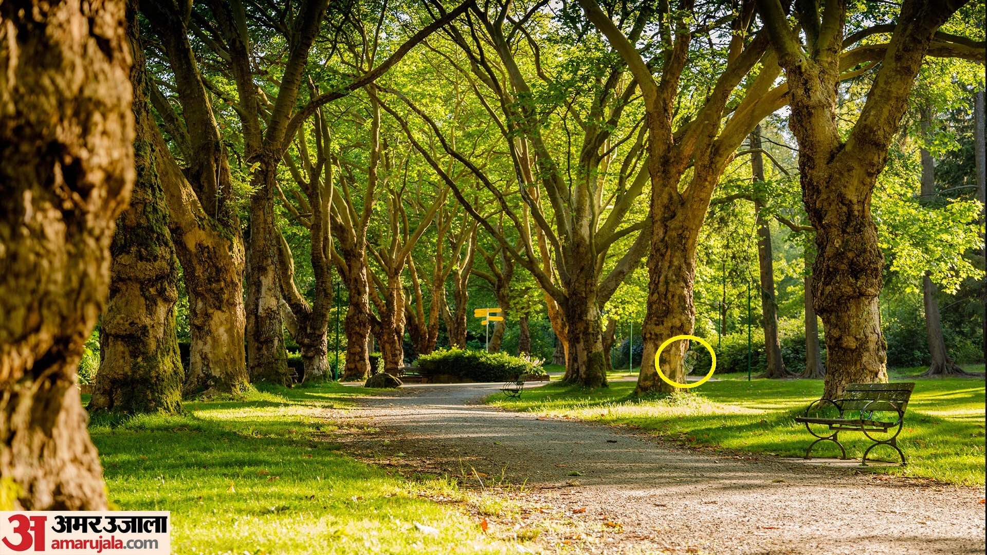 optical illusion Test find Dog in photo hidden within 10 seconds brain teaser picture puzzle
