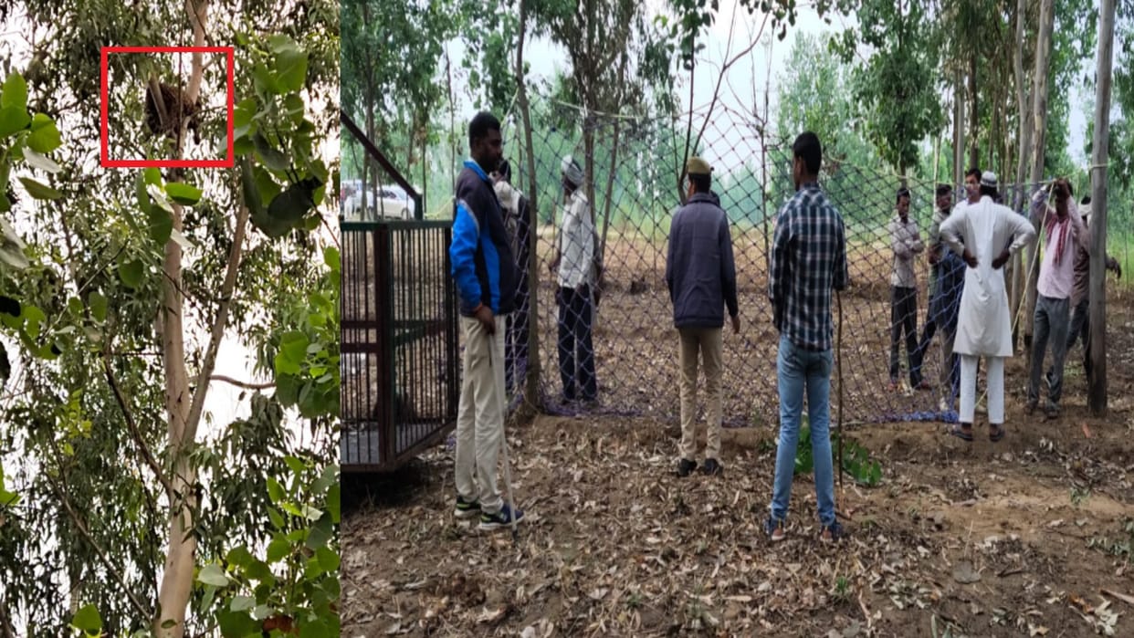 Muzaffarnagar: Leopard climbed 35 feet up on the tree and panic in the villagers