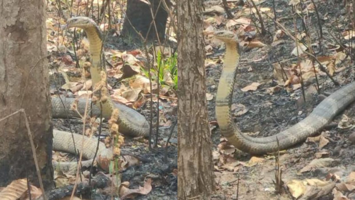 A rare species of snake found in residential area adjacent to VTR rescued and released into forest