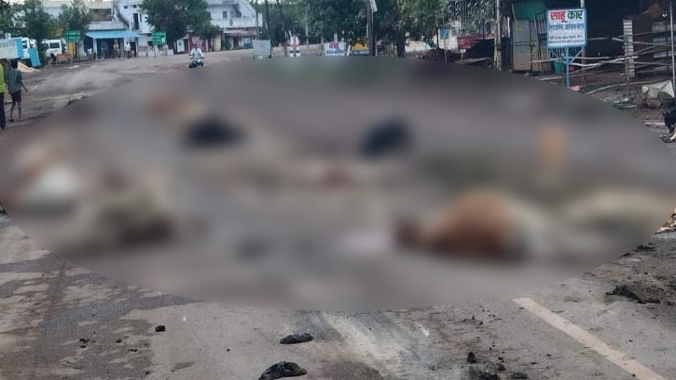 Balod News Cows died after being hit by a speeding vehicle