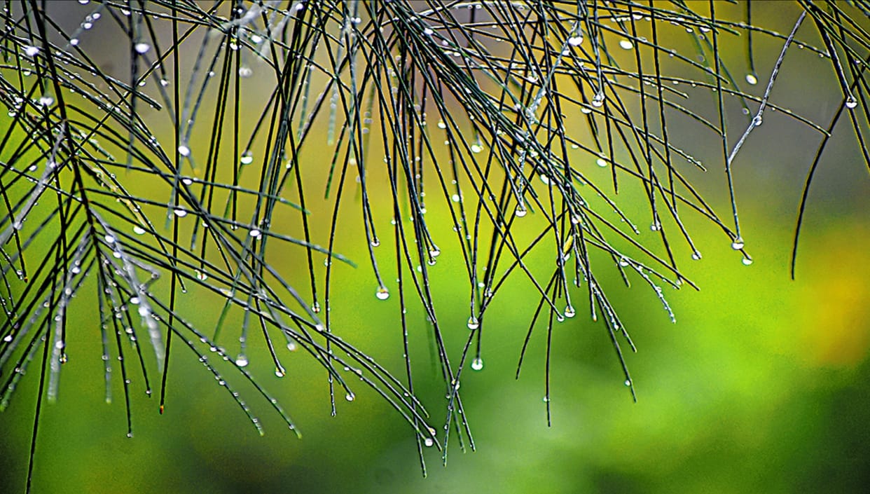 West UP News Live: chances of rain-hailstorm in West UP including Meerut-Bijnor