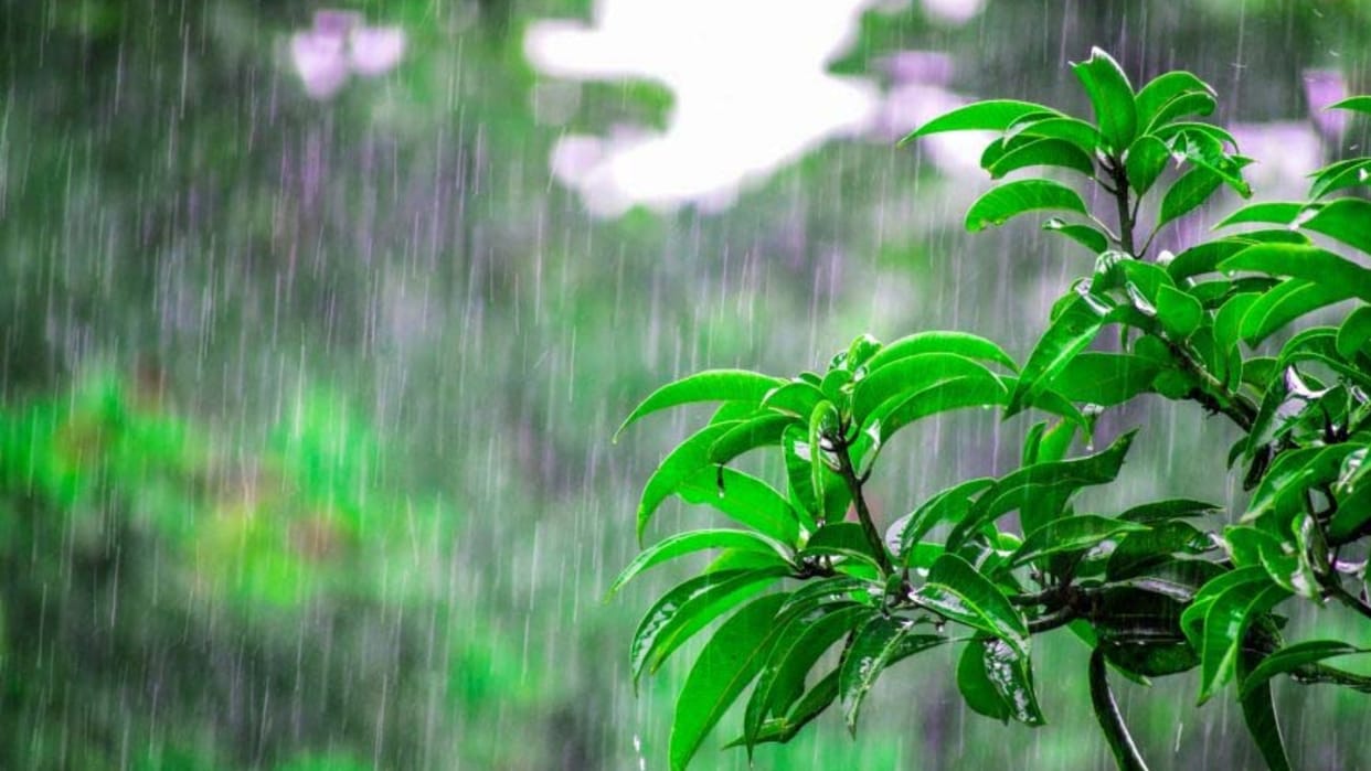 Weather Update: How does raining, what is the effect of unseasonal rain, will there be drought during monsoon?