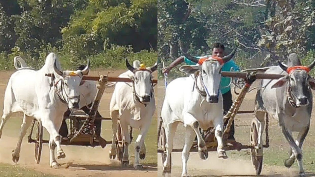 Balaghat News Lockdown for animals in Balaghat National bull pair race competition being organized